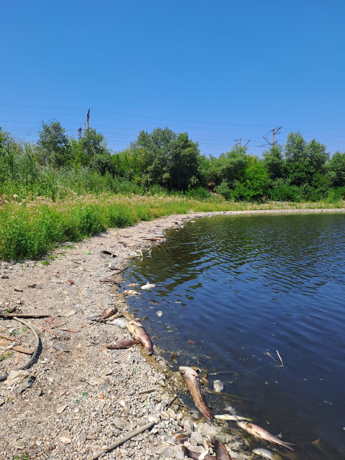 Екологи назвали причини масового мору риби на Запоріжжі