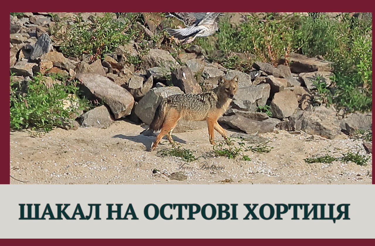 На Хортиці у Запоріжжі помітили шакала