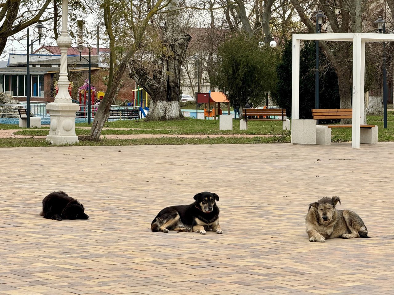 На ТОТ Запорізької області немає вакцини проти сказу тварин