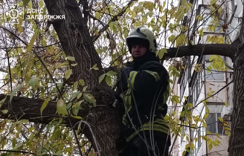 У Запоріжжі надзвичайники врятували кота