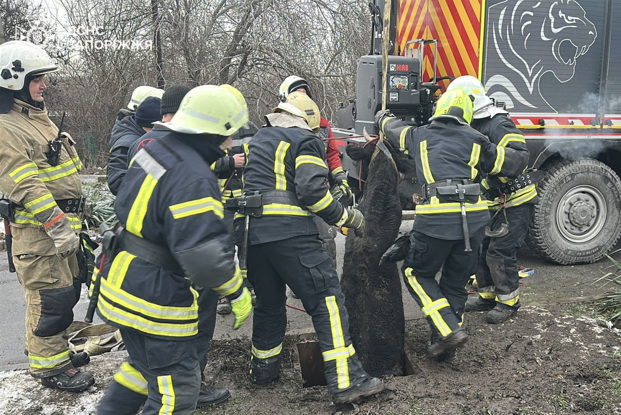 Запорізькі надзвичайники врятували корову, яка впала в колодязь